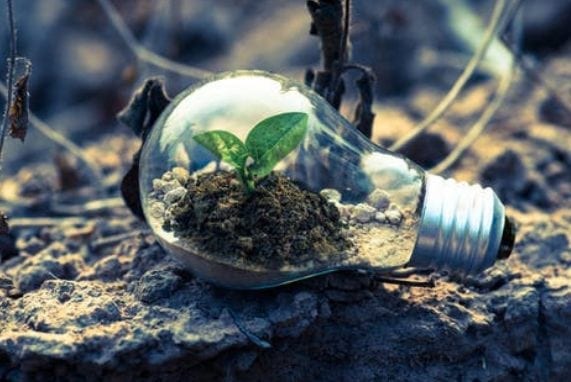 We Promote Taking Initiative, light bulb with plant growing in it